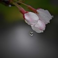 写真: 桜雨