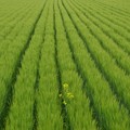 写真: 麦畑にひっそりと