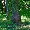 写真: お尻の木