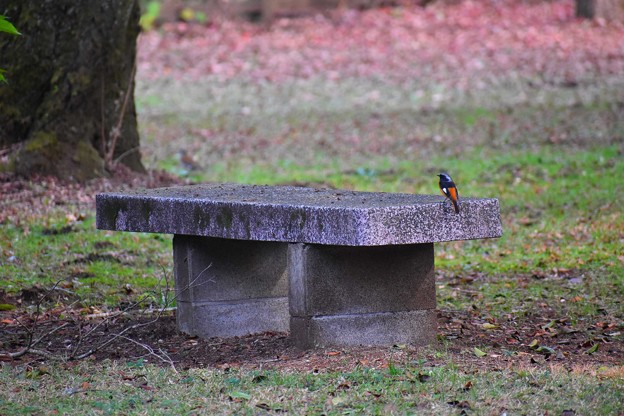 写真: 公園のベンチに一人