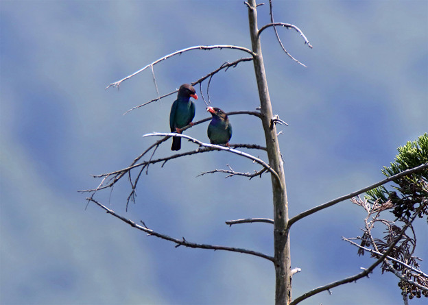 写真: 青い鳥樹上の愛