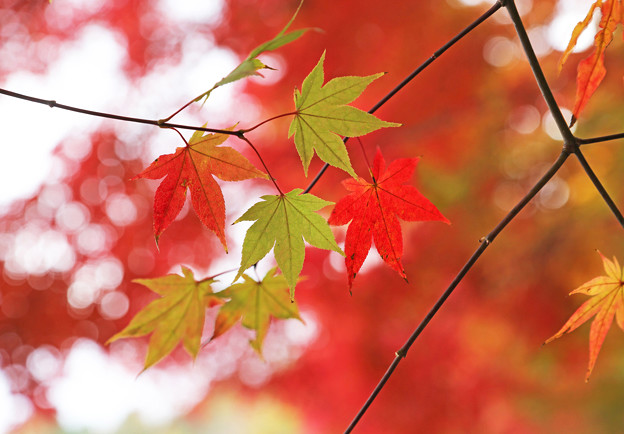 写真: 秋のいいいろ色々