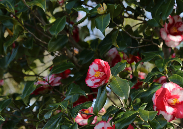 Photos: 春の片隅で咲くツバキf