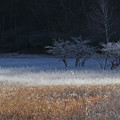 写真: 5草紅葉＆草霧氷1