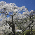写真: 桜の風