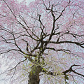 写真: 桜の空