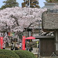 山門と枝垂れ桜