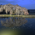 写真: 花園の枝垂れ桜1