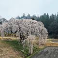 写真: 花園の枝垂れ桜3
