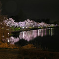 写真: 千波湖夜景2