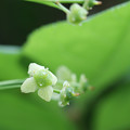 写真: ミリ花　ニシキギ5mm花径