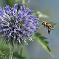 写真: 花と蝶代役のミツバチ