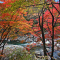 Photos: 秋の渓を覗く