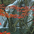 写真: 自然が作るオブジェ花貫川名馬里ヶ淵