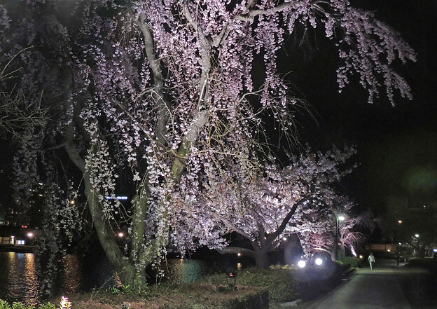 千波湖夜桜　ウォーキングガール