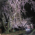 写真: 千波湖夜桜　ウォーキングガール