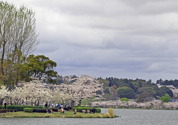千波湖桜風景