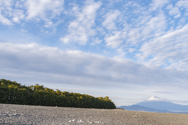 Photos: 富士山の日　三保の松原