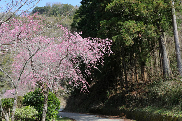 写真: 枝垂桜