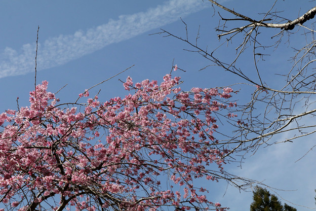 写真: 枝垂桜と飛行機雲