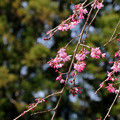 写真: 枝垂桜