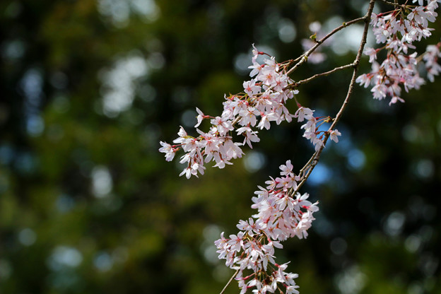 写真: 本山町の枝垂れ桜