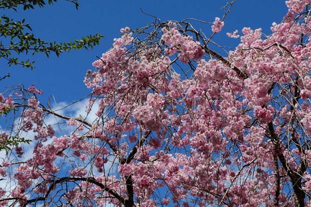 写真: 本山町の枝垂れ桜