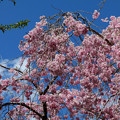 本山町の枝垂れ桜