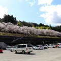 写真: 早明浦ダムの桜