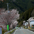 写真: 本山町の桜