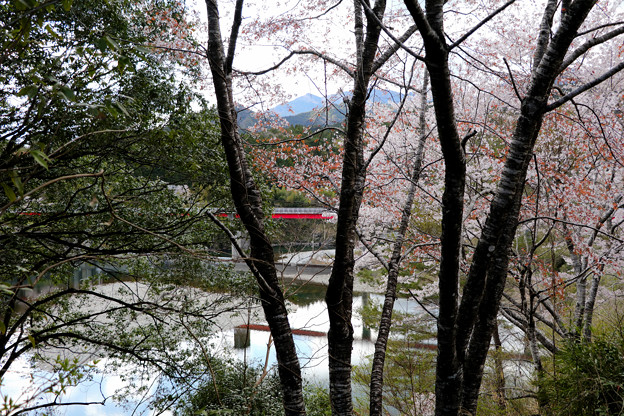 写真: 山崎ダムの桜