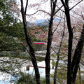 山崎ダムの桜