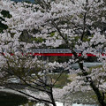 山崎ダムの桜
