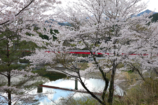 写真: 山崎ダムの桜