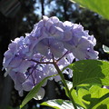 写真: 透かし紫陽花
