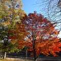 写真: 開田高原 木曽馬の里の紅葉