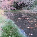 写真: 小石川植物園027