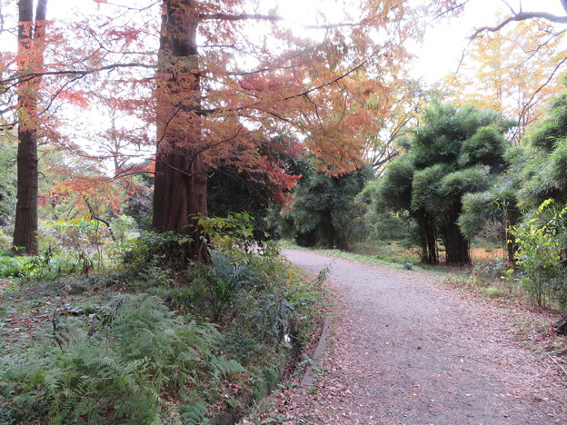 写真: 小石川植物園032
