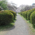 写真: 小石川植物園14