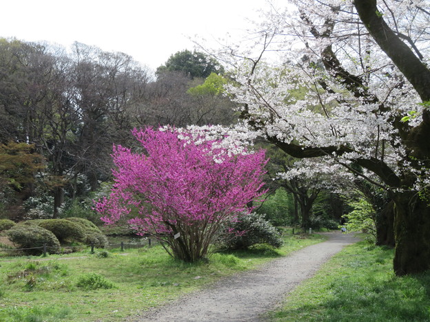 写真: 小石川植物園28