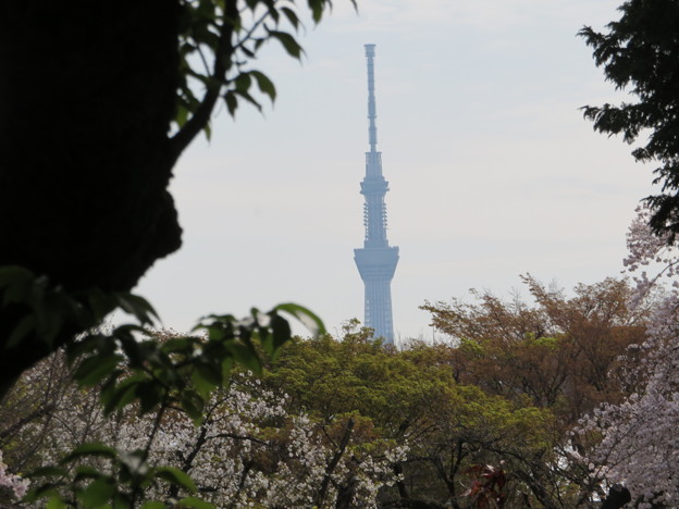 写真: 小石川植物園12