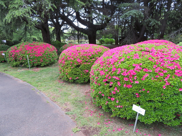 写真: 小石川植物園04