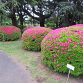 写真: 小石川植物園04