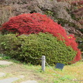 小石川植物園18