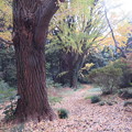 小石川植物園14