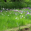 小石川植物園19