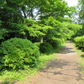 小石川植物園10