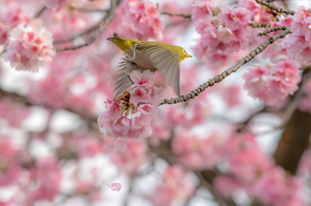 写真: 彼岸桜とメジロ♪