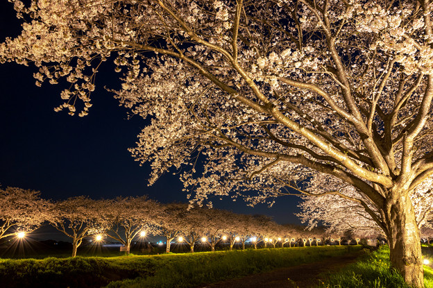 草場川の桜並木ライトアップ♪