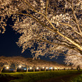 写真: 草場川の桜並木ライトアップ♪